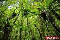 L'année sera «très forêt» 