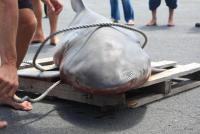 Un requin bouledogue pêché à Boucan Canot