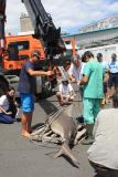 Un requin bouledogue pêché à Boucan Canot