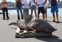 Un requin bouledogue pêché à Boucan Canot