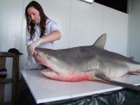 Un requin bouledogue pêché à Boucan Canot