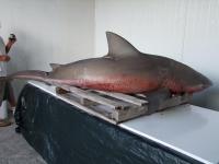 Un requin bouledogue pêché à Boucan Canot