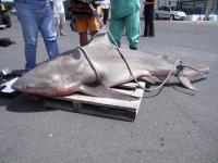 Un requin bouledogue pêché à Boucan Canot