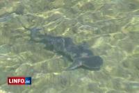 Un bébé requin attire les foules à Saint-Leu