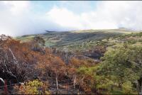 Incendie de la route forestière : la gendarmerie cherche le pyromane