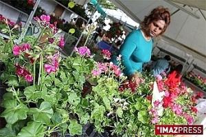 Le géranium en fête