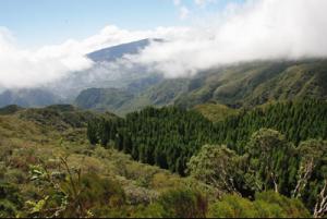 8 000 m2 de végétation brûlés à la Plaine des Tamarins