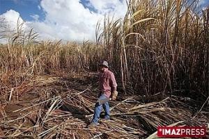 Elections des représentants des producteurs de canne