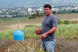 Bientôt un ananas plus gros et plus juteux sur les étals