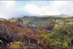 Incendie de la route forestière : la gendarmerie cherche le pyromane